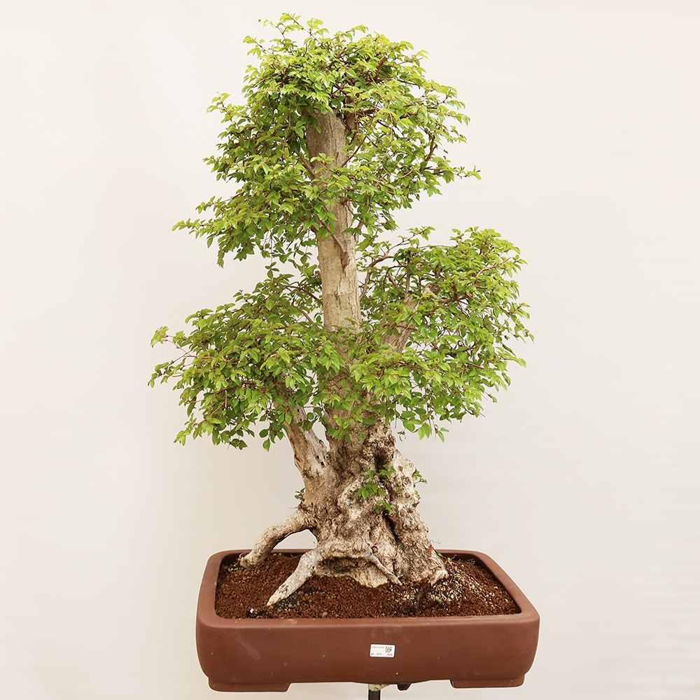 Venkovní bonsai -Carpinus Coreana - Habr korejský