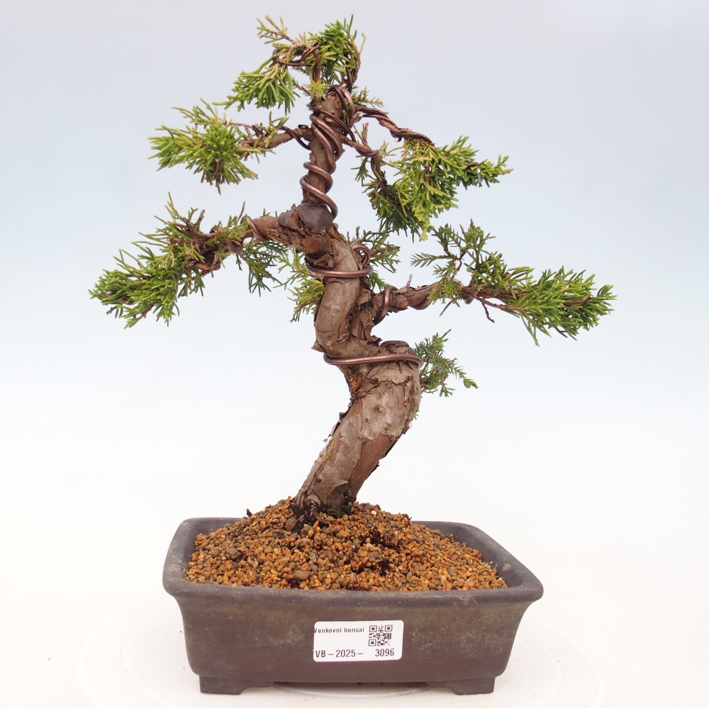 Venkovní bonsai - Juniperus chinensis Itoigawa -Jalovec čínský