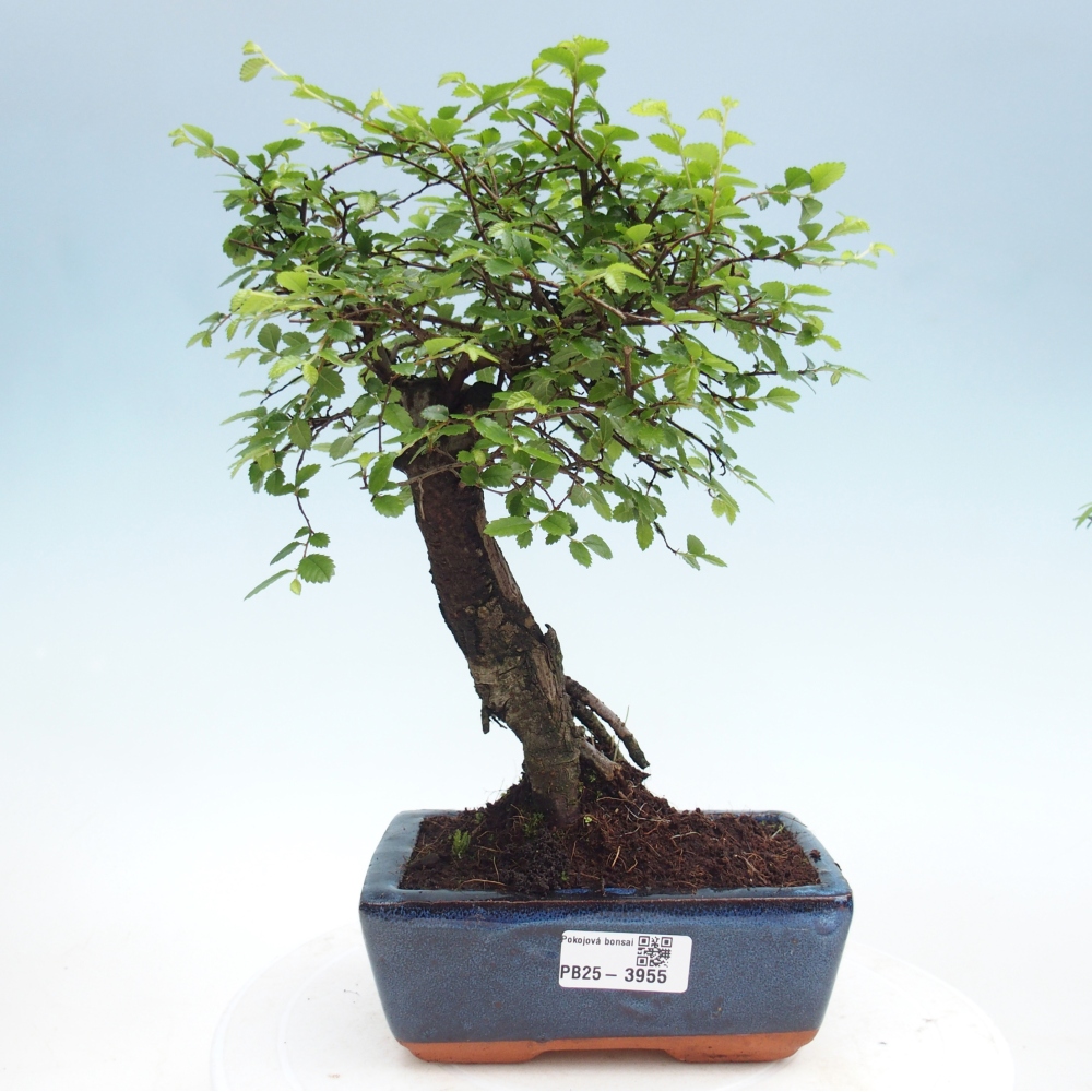 Pokojová bonsai - Ulmus parvifolia - Malolistý jilm