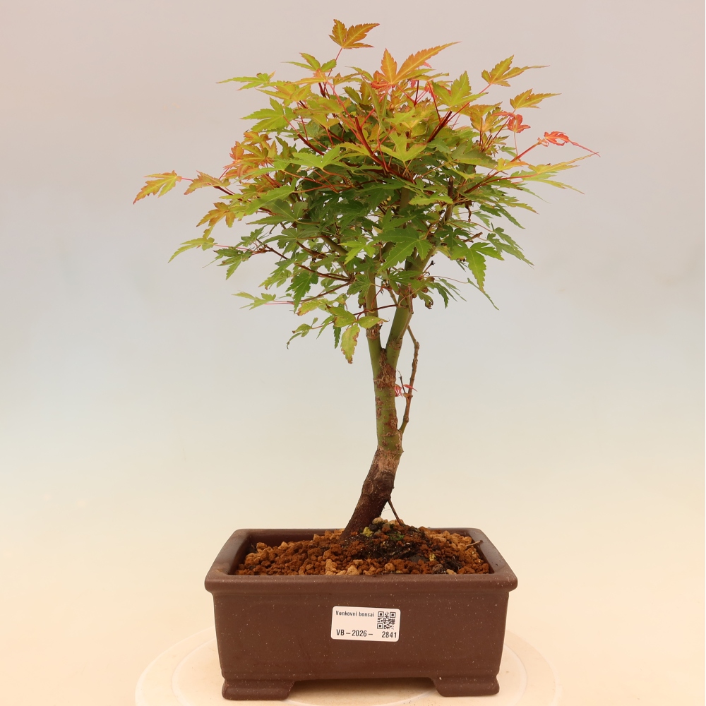 Javor dlanitolistý - Acer palmatum Beni Tsukasa