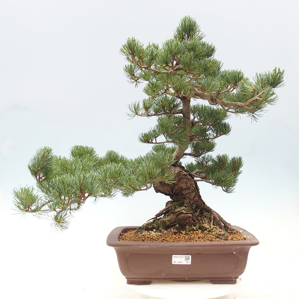 Venkovní bonsai - Pinus parviflora - Borovice drobnokvětá