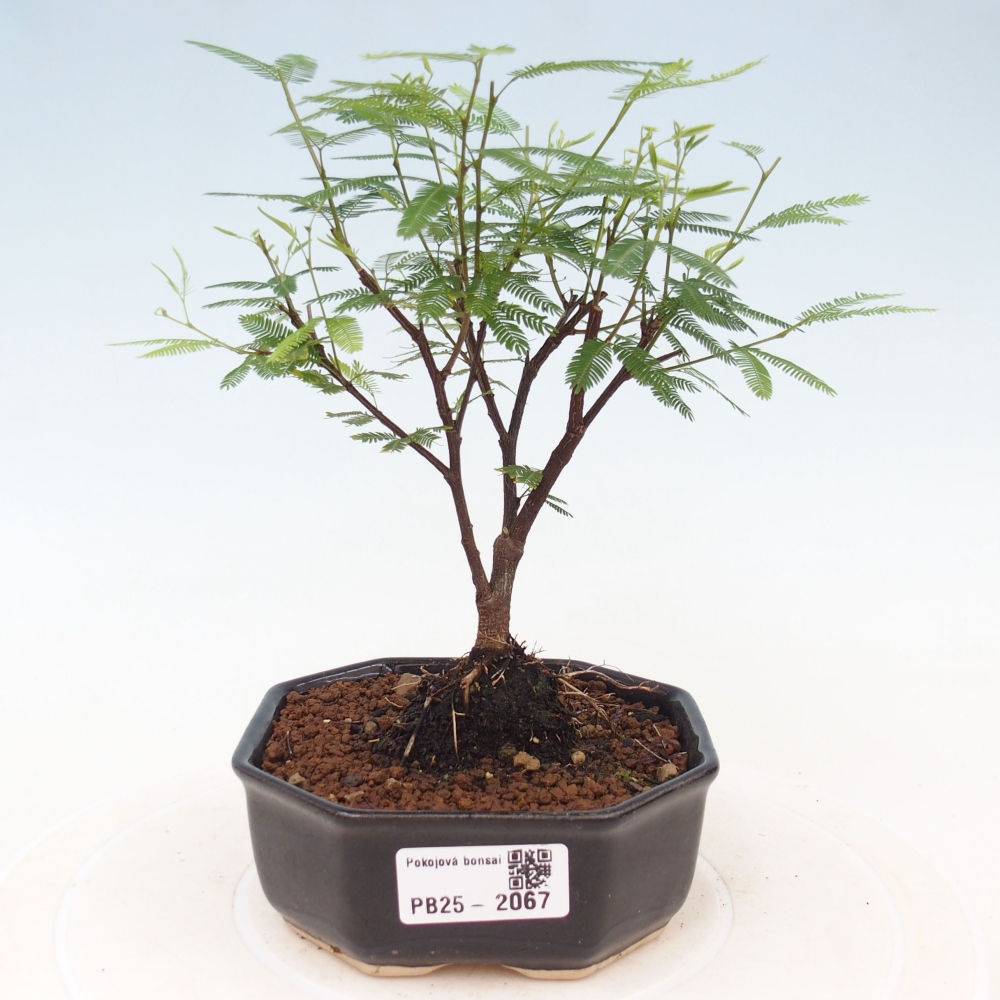 Pokojová bonsai-Calliandra surinamensis Dixie Pink - Kaliandra Suriámská