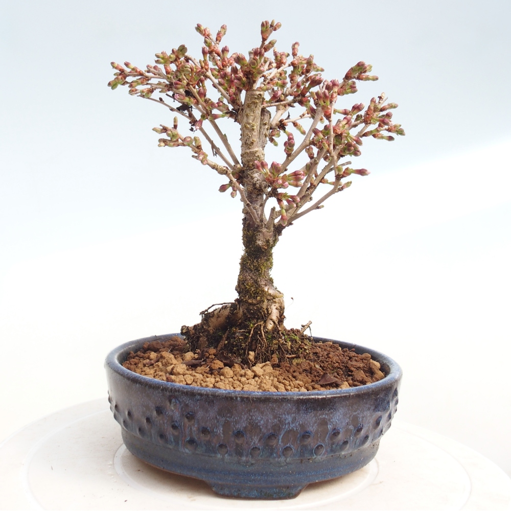 Venkovní bonsai - Prunus incisa Kojou-no mai-Slivoň vyříznutá