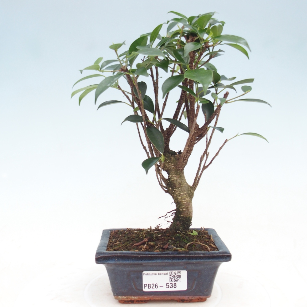Pokojová bonsai Ficus retusa kimmen