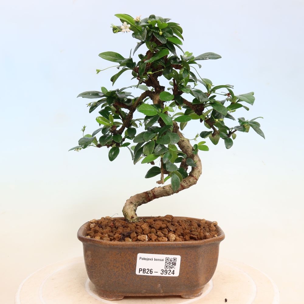 Pokojová bonsai - Carmona macrophylla - Čaj fuki