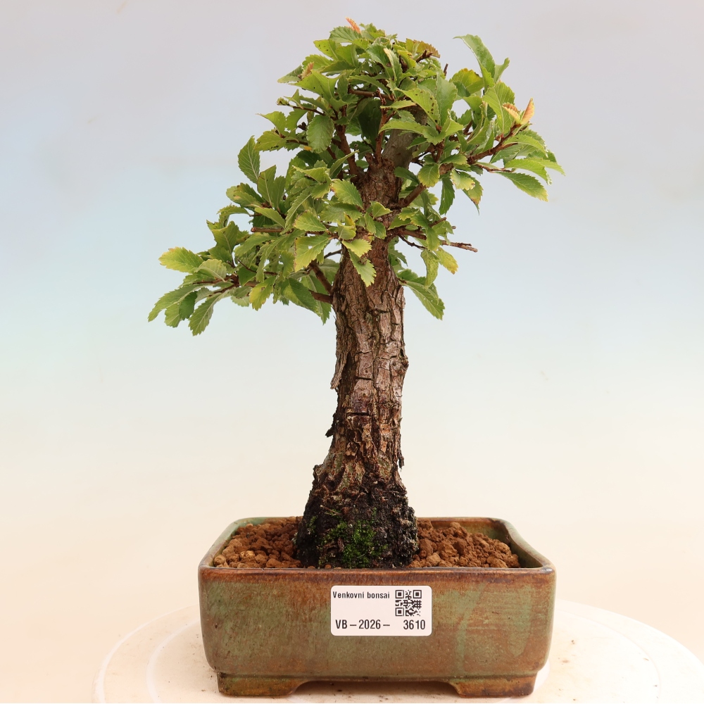 Venkovní bonsai - Zelkova - Zelkova NIRE