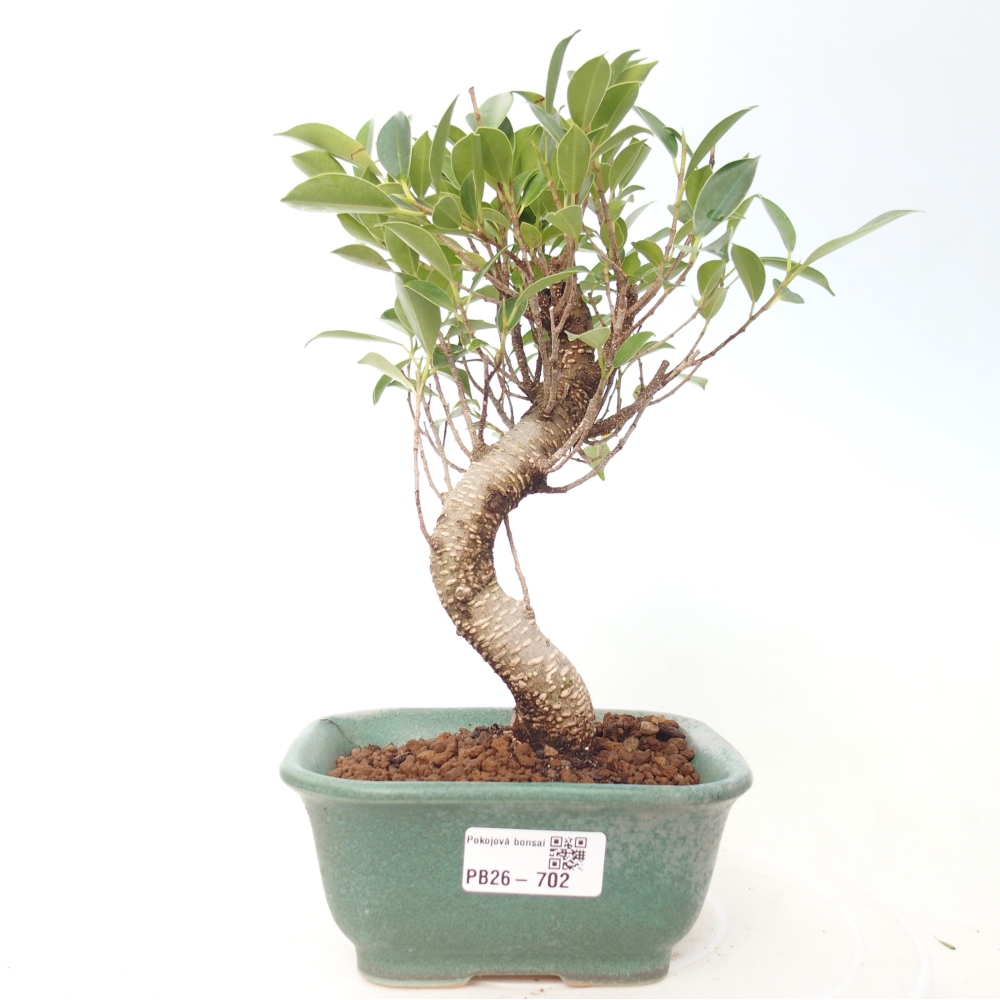 Pokojová bonsai - Ficus retusa -  malolistý fíkus