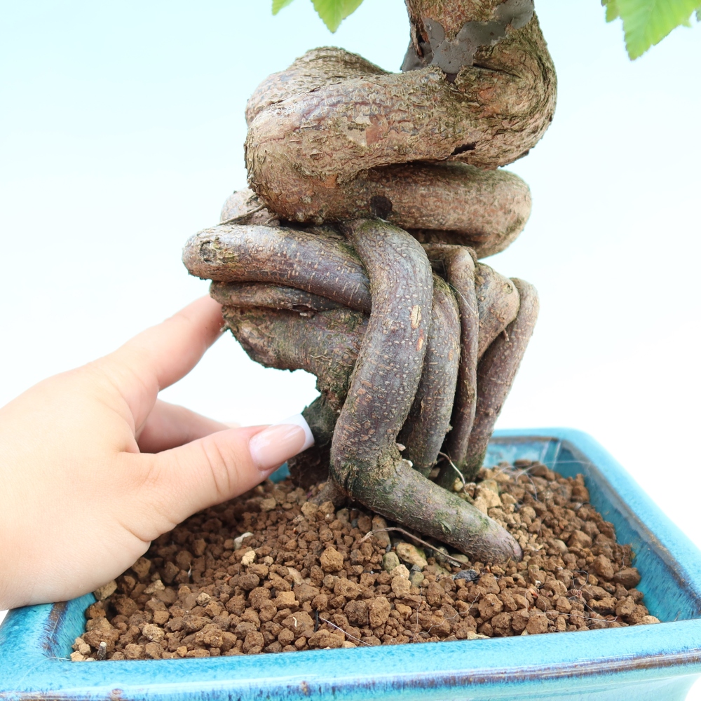 Venkovní bonsai -Carpinus Coreana - Habr korejský