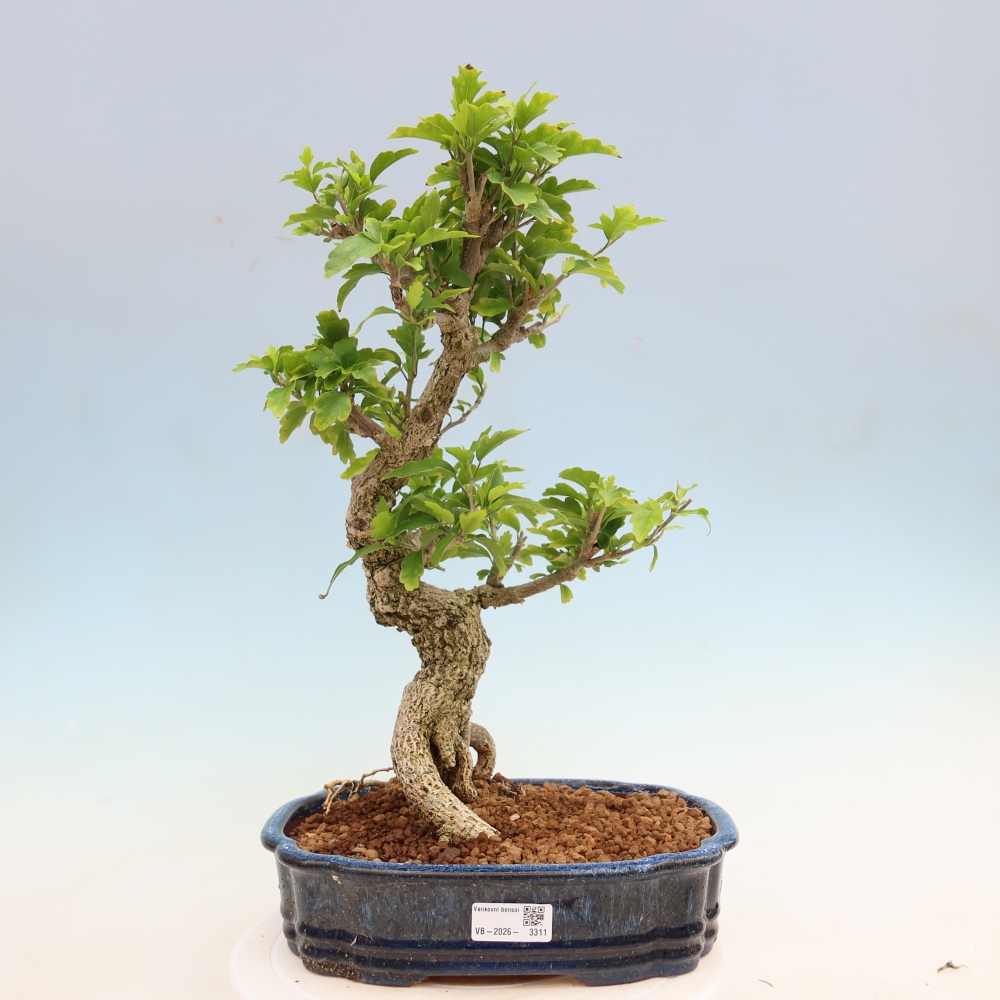 Venkovní bonsai - Hibiscus syriacus - Ibišek syrský