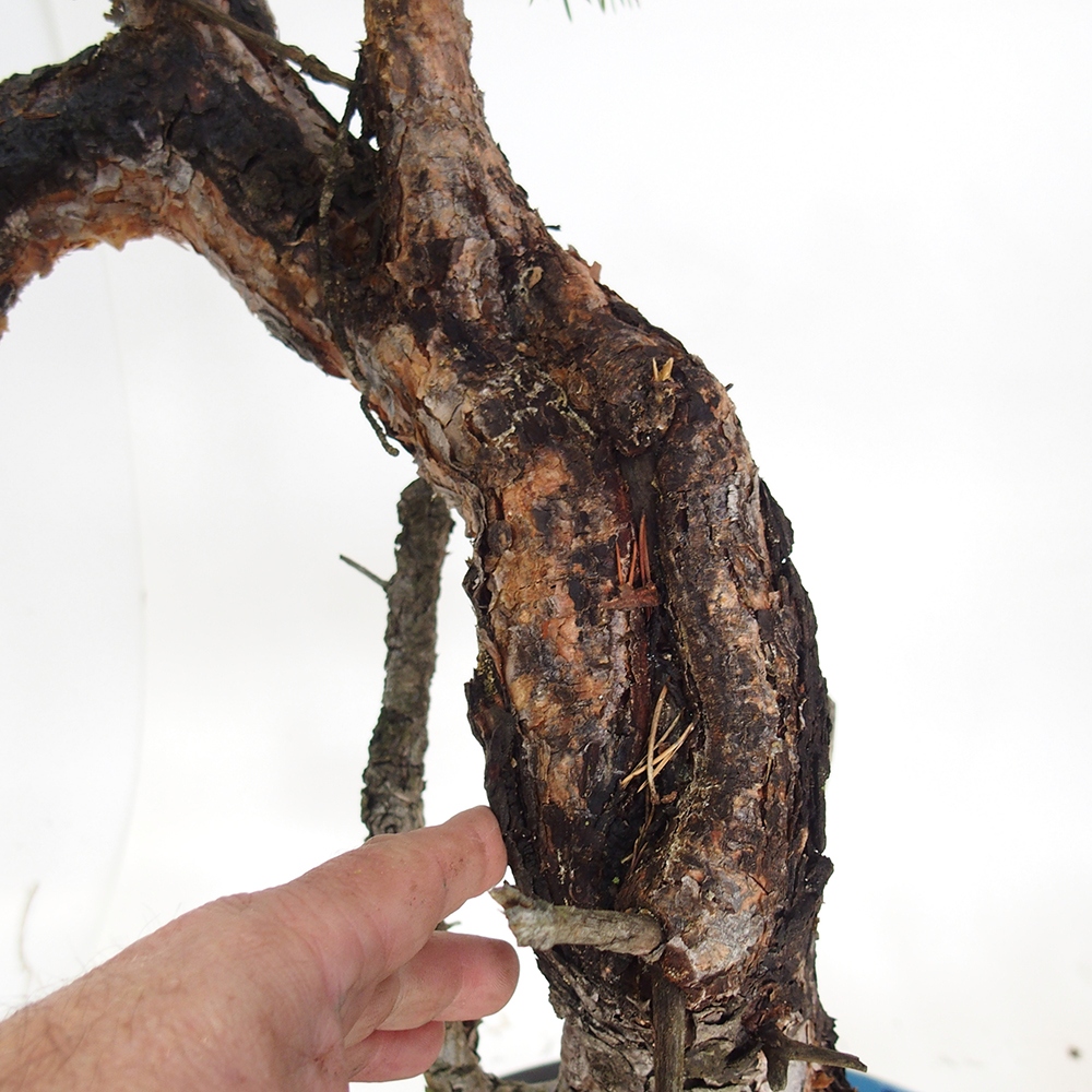Yamadori - Pinus sylvestris Španělsko