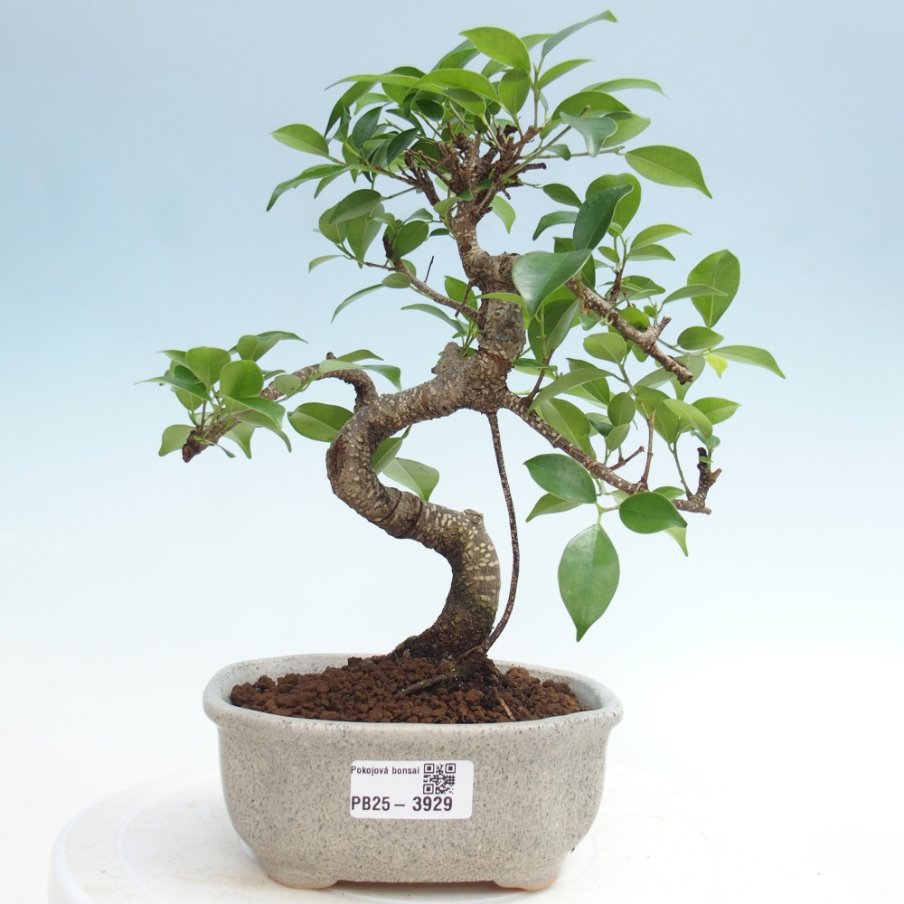 Pokojová bonsai - Ficus retusa -  malolistý fíkus