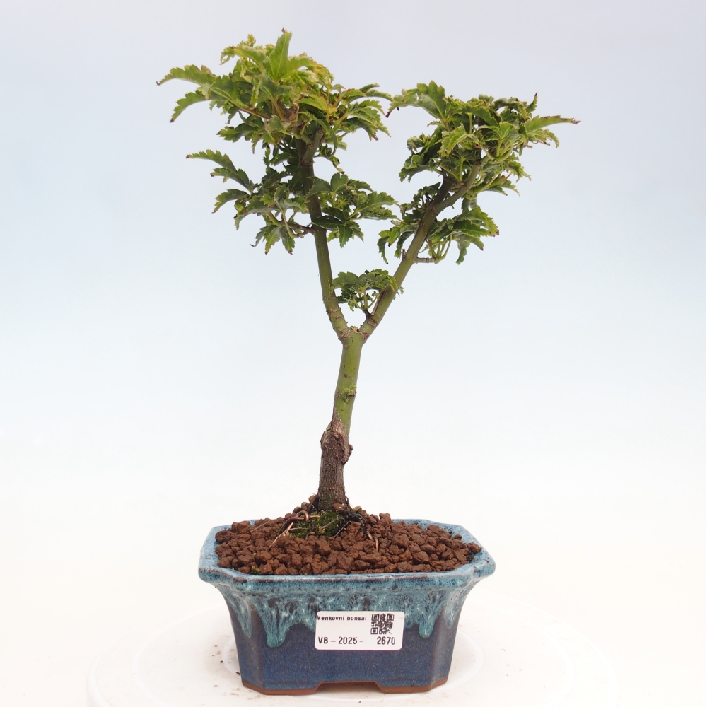 Venkovní bonsai -Javor dlanitolistý Acer palmatum Shishigashira