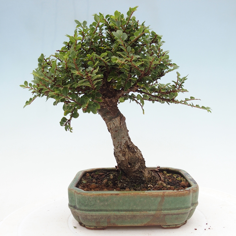 Venkovní bonsai - Ulmus parvifolia Hokkaido - jilm Čínský