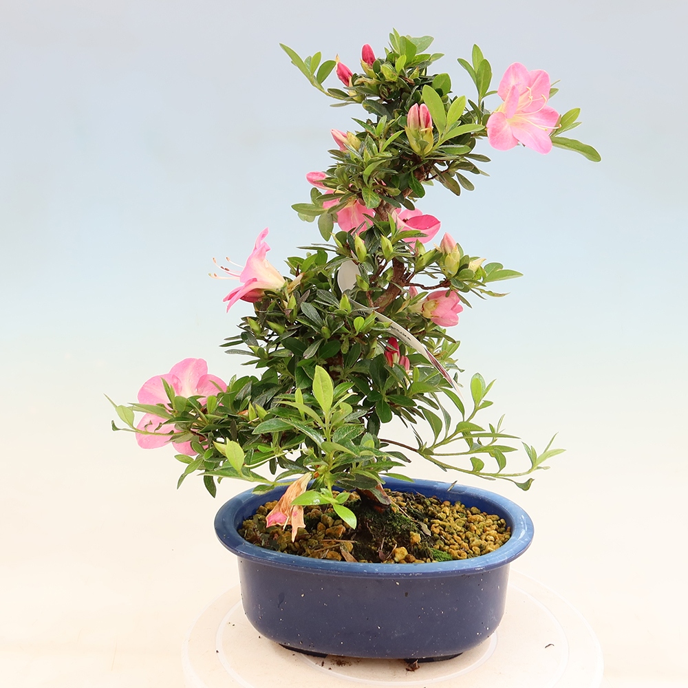 Venkovní bonsai - Japonská azalka - Azalea Santoka