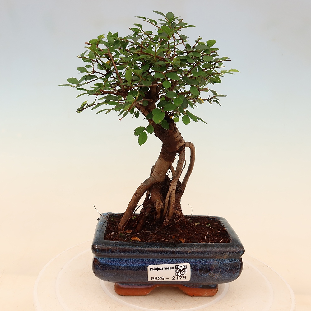 Pokojová bonsai - Ulmus parvifolia - Malolistý jilm