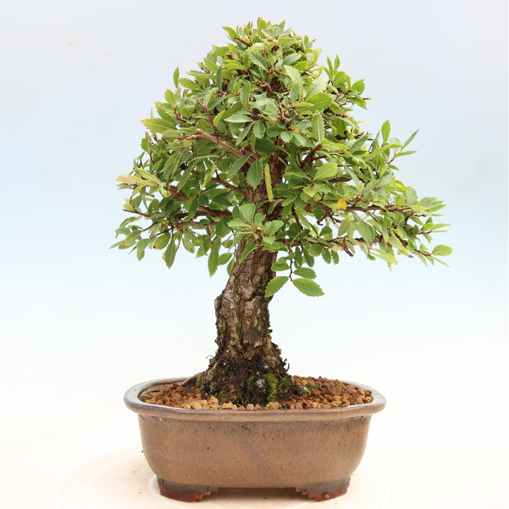 Venkovní bonsai - Zelkova - Zelkova NIRE