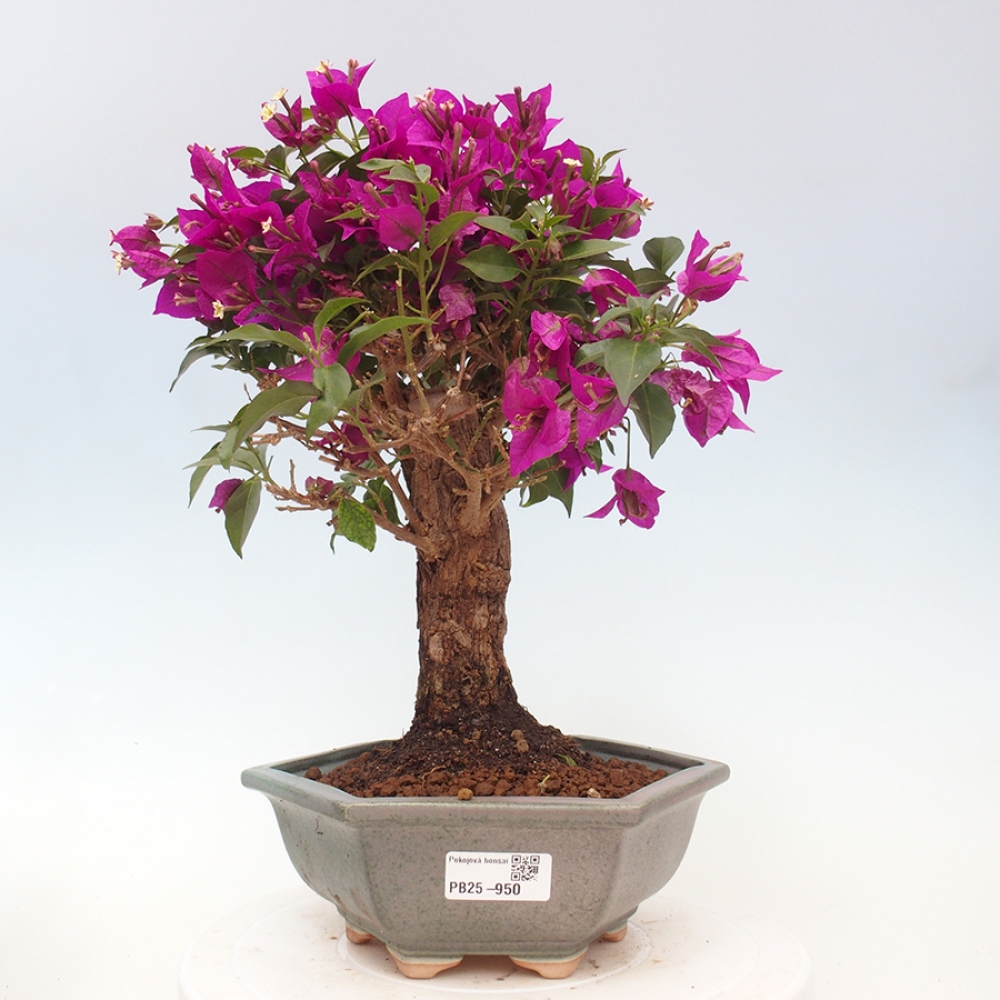 Pokojová bonsai - Bouganwilea