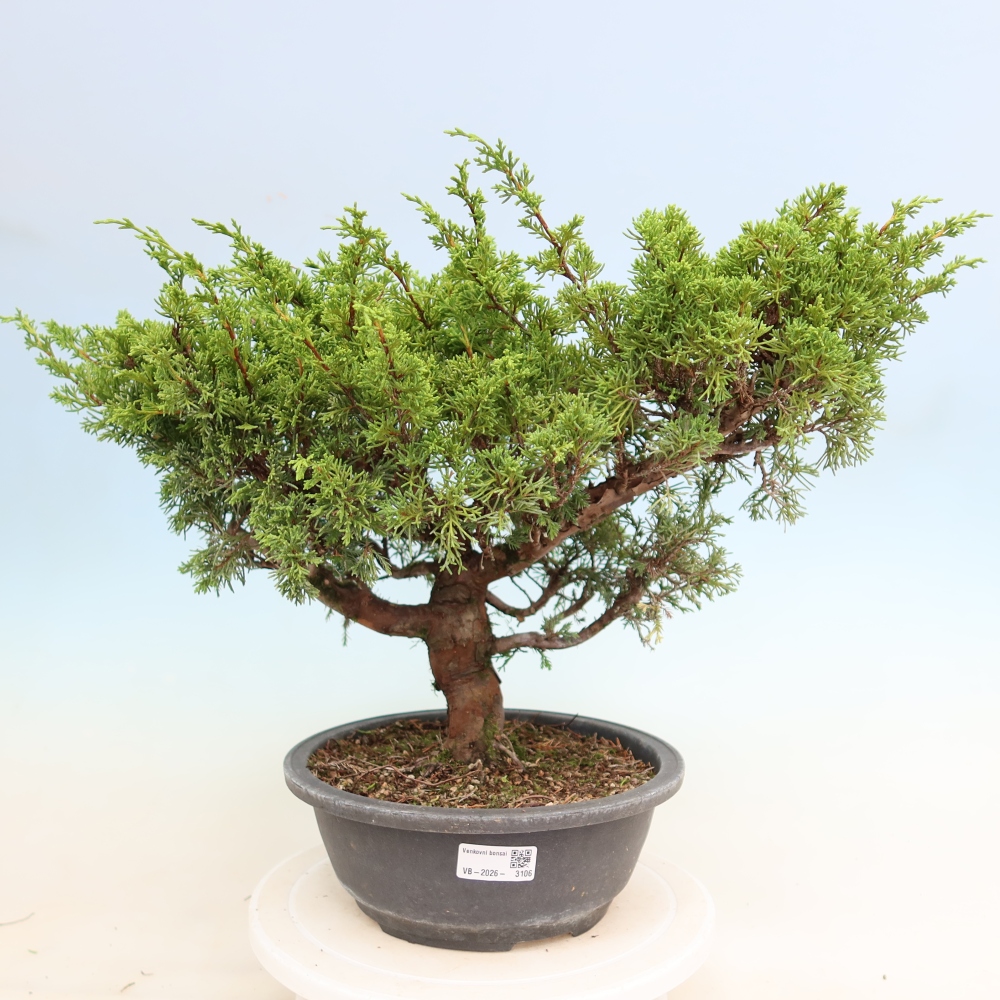 Venkovní bonsai - Juniperus chinensis Itoigawa-Jalovec čínský