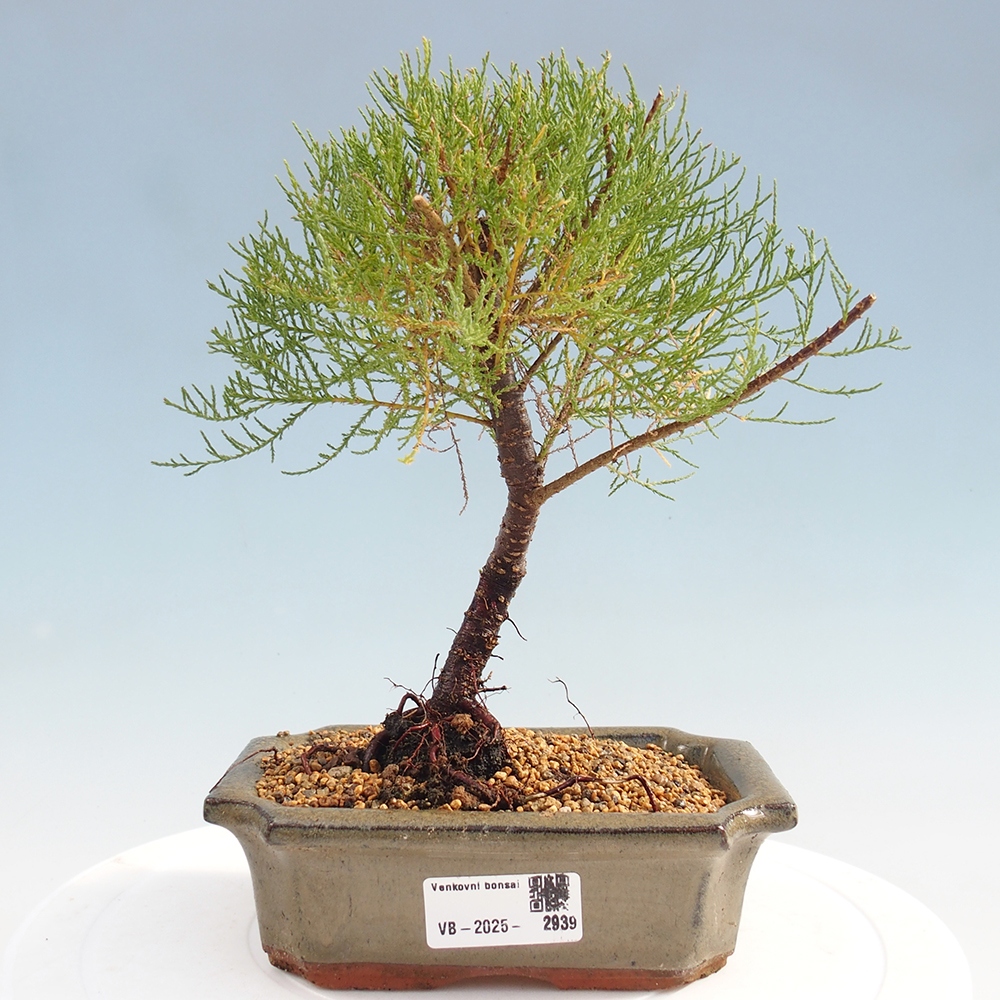 Venkovní bonsai - Tamaryšek - Tamarix