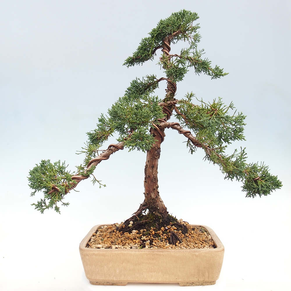 Venkovní bonsai - Juniperus chinensis Kishu -Jalovec čínský