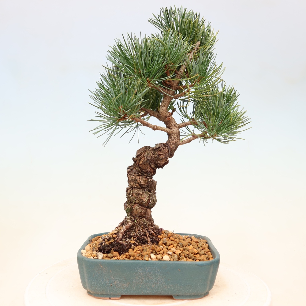 Venkovní bonsai - Pinus parviflora - Borovice drobnokvětá