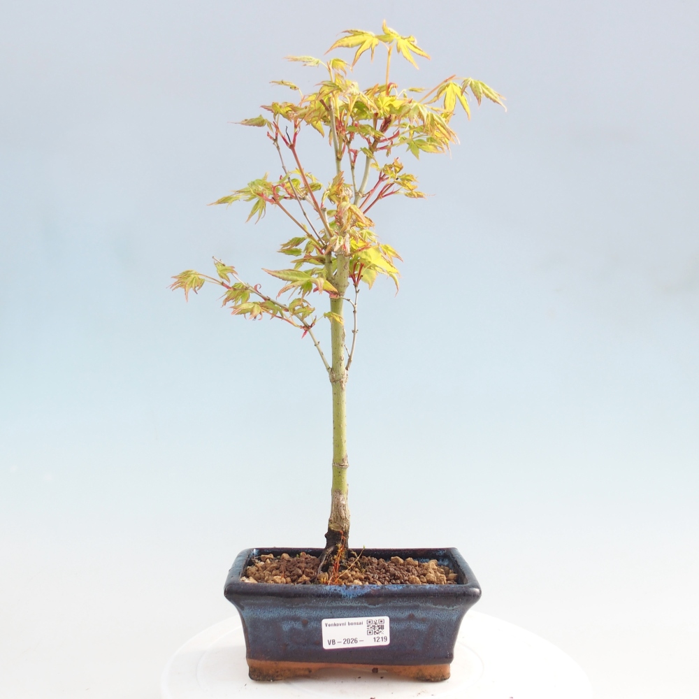 Acer palmatum Aureum - Javor dlanitolistý zlatý