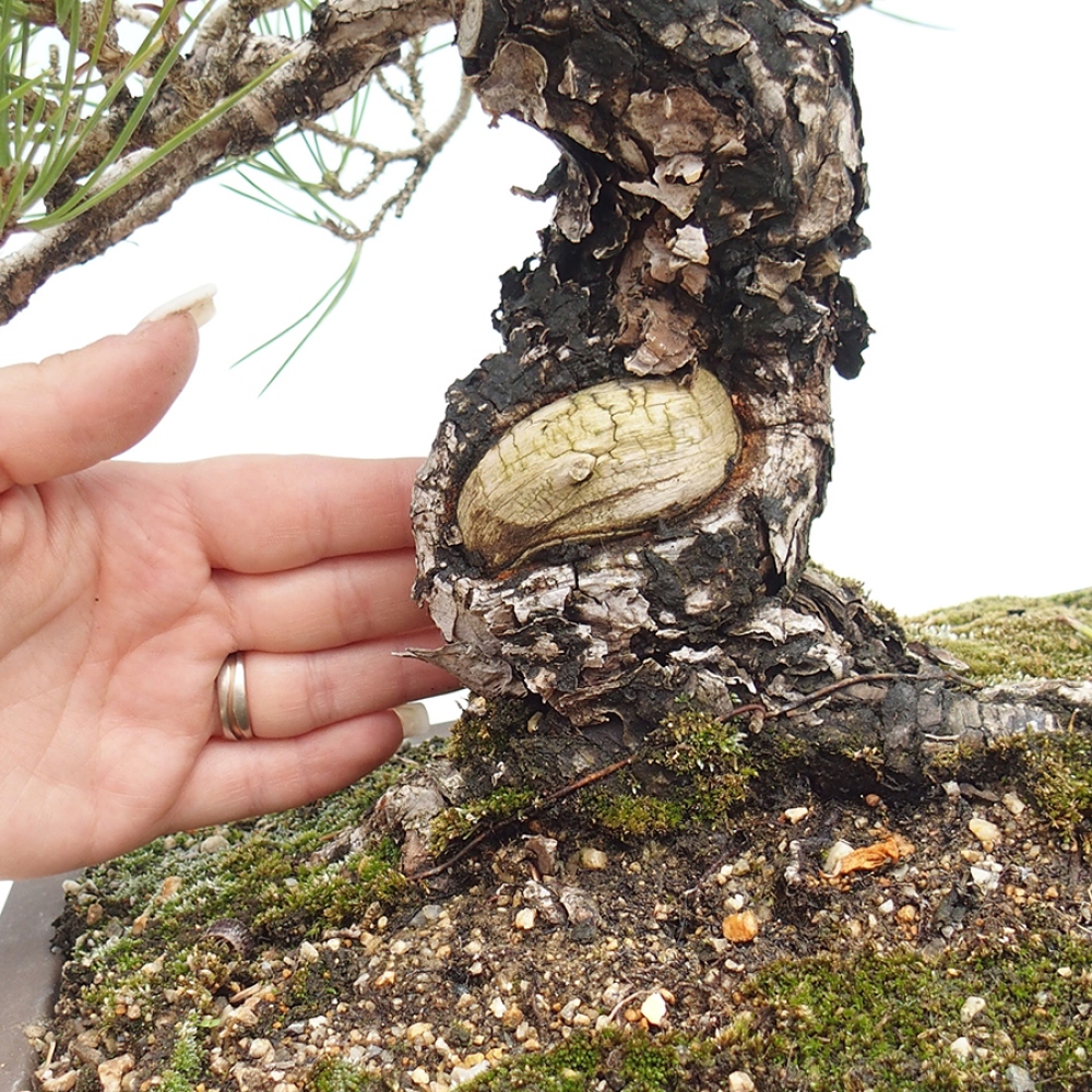Venkovní bonsai - Pinus thunbergii - Borovice thunbergova