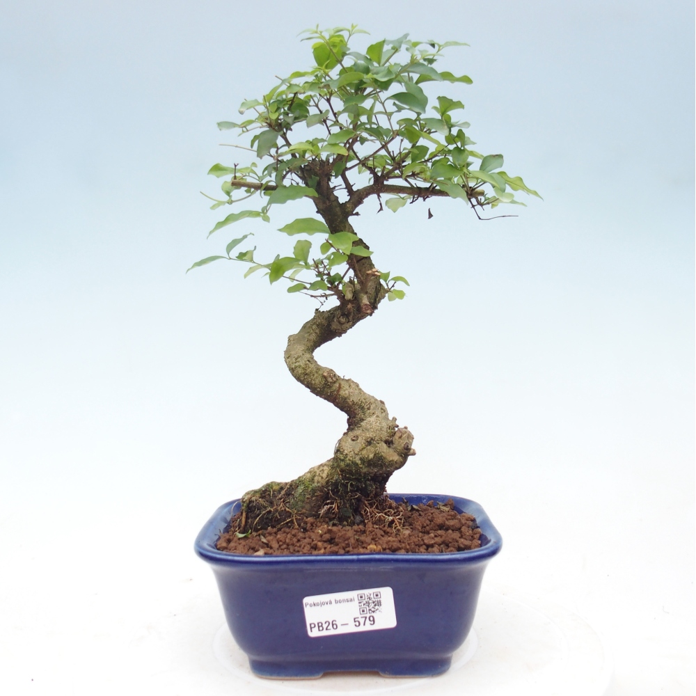 Pokojová bonsai -Ligustrum chinensis - Ptačí zob