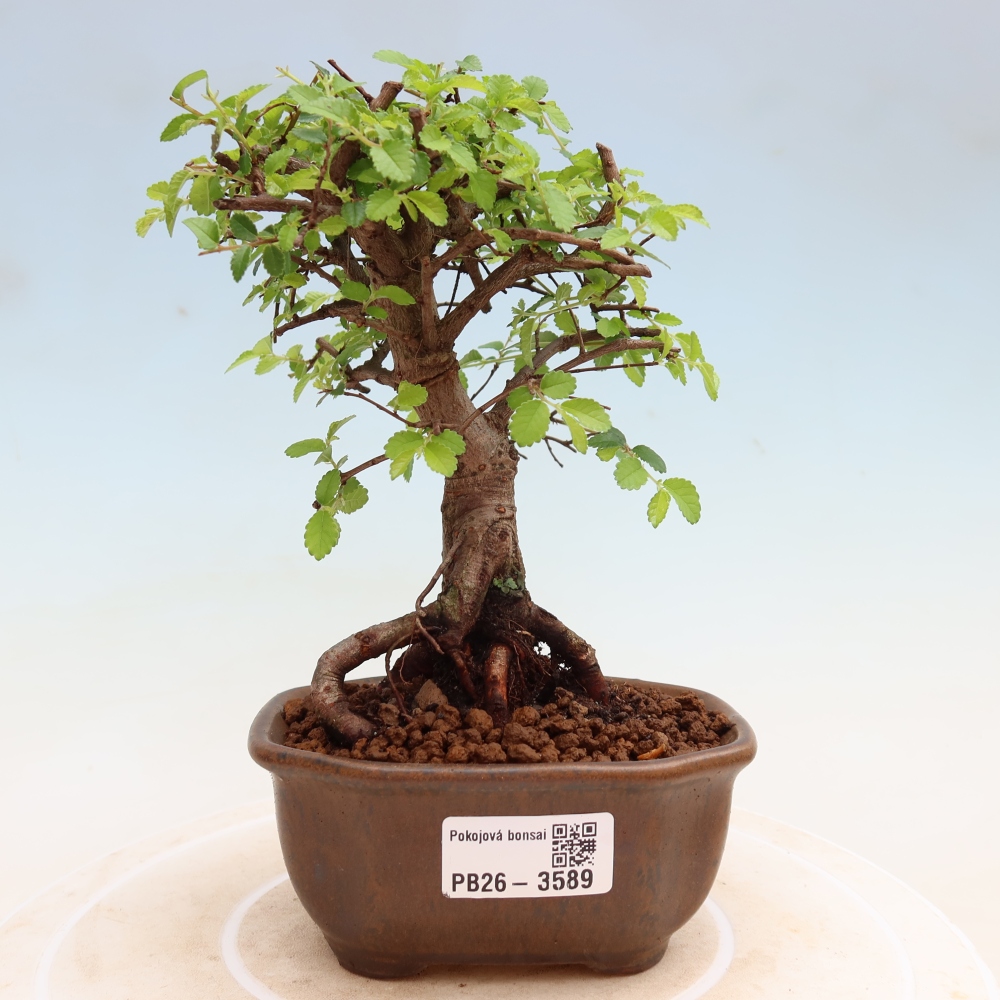 Pokojová bonsai - Ulmus parvifolia - Malolistý jilm