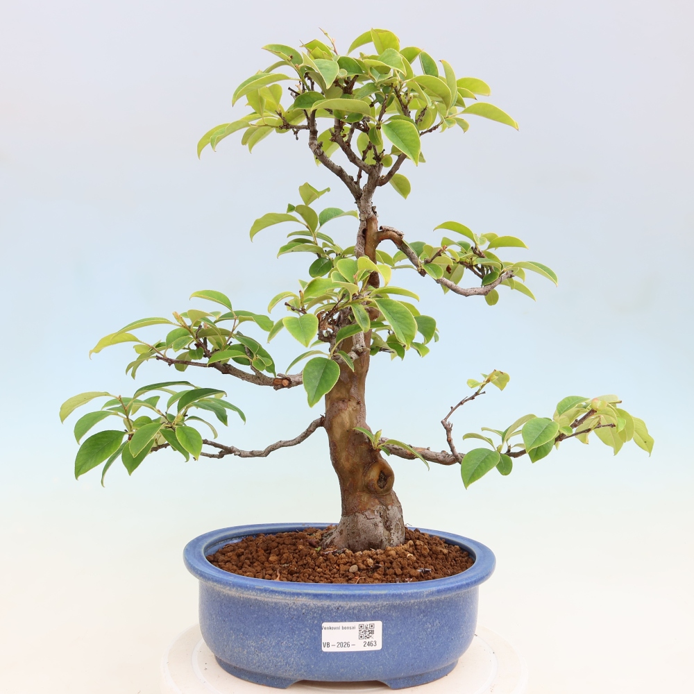 Venkovní  bonsai -  Pseudocydonia sinensis - Kdouloň čínská