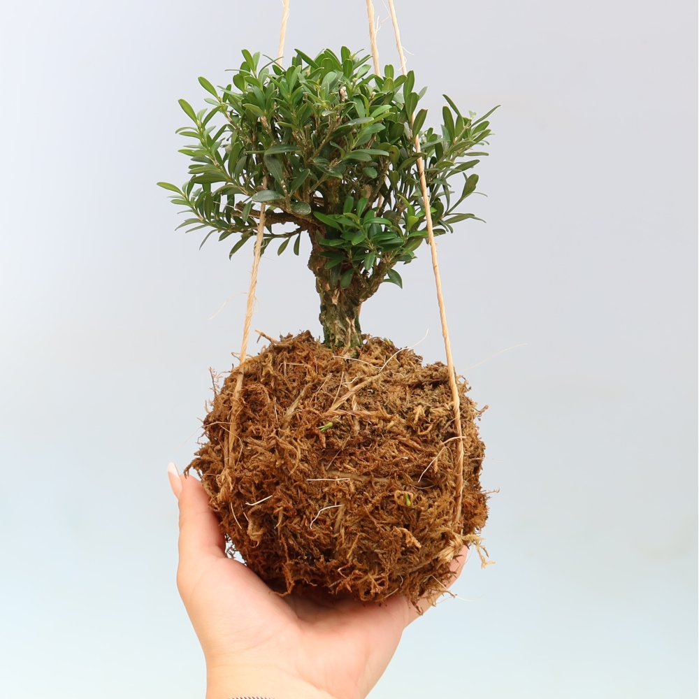 Kokedama v keramice - Buxus harlandii -korkový buxus