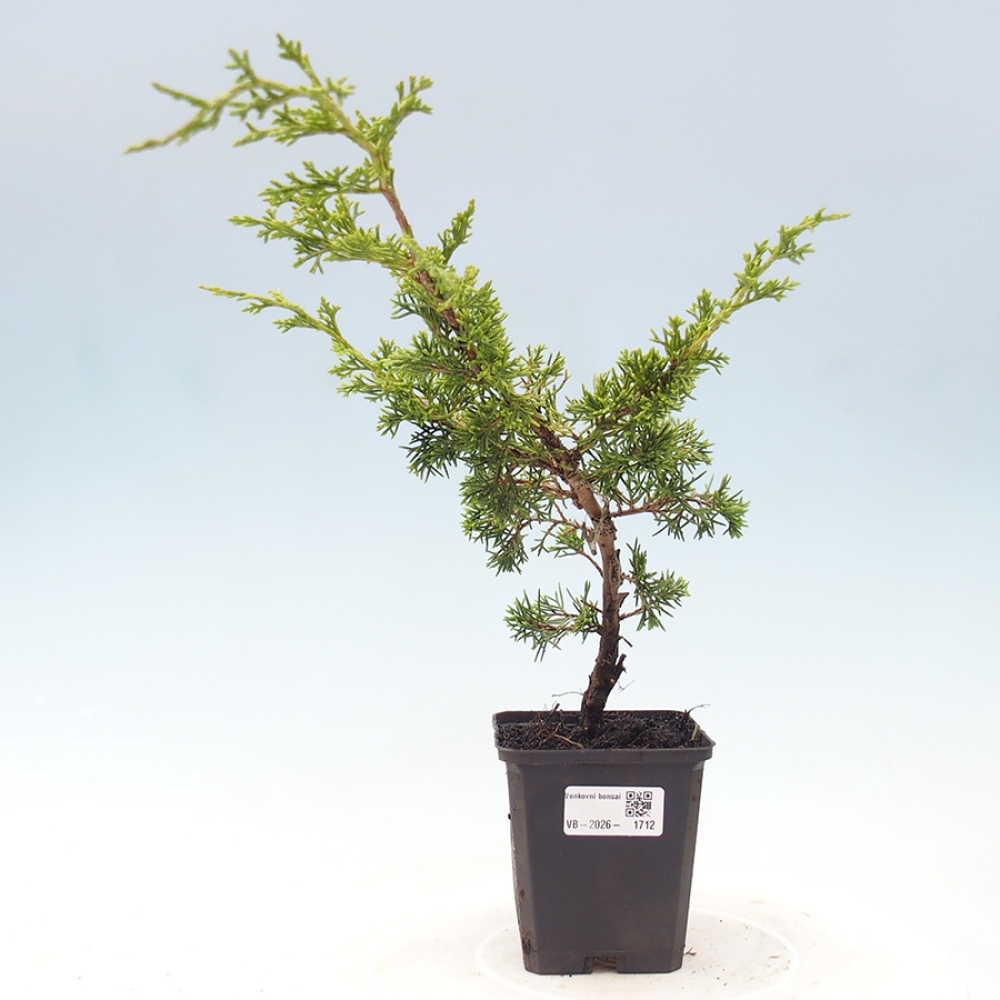 Venkovní bonsai - Juniperus chinensis Itoigawa -Jalovec čínský