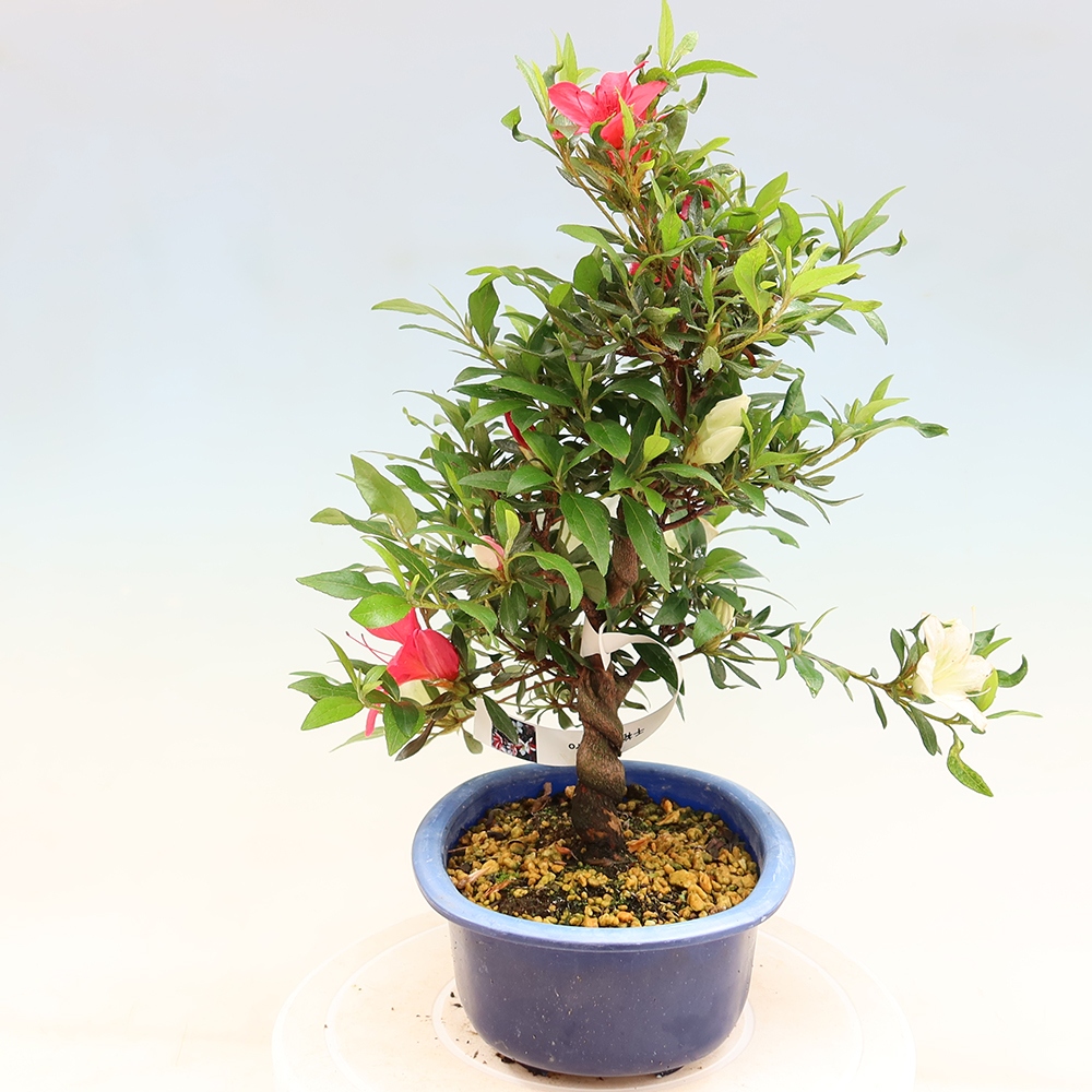 Venkovní bonsai - Japonská azalka - Azalea CHIHIRO