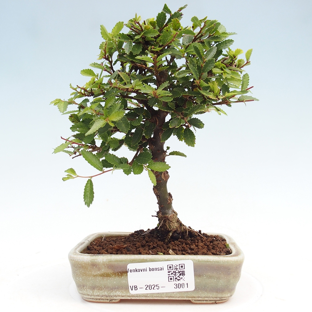 Venkovní bonsai - Ulmus parvifolia Sagei - Malolistý jilm