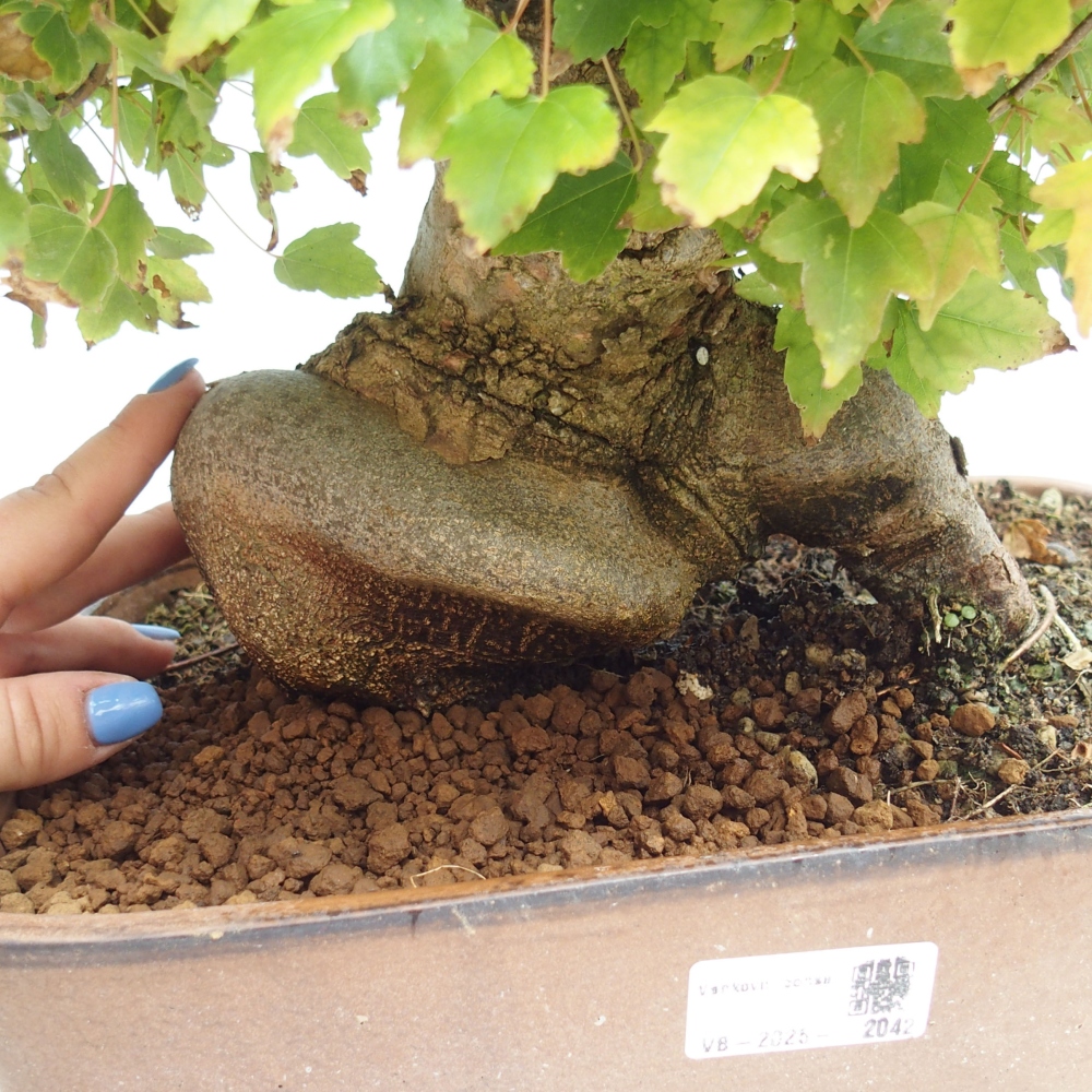 Venkovní bonsai - Acer Buergerianum - Javor Burgerův