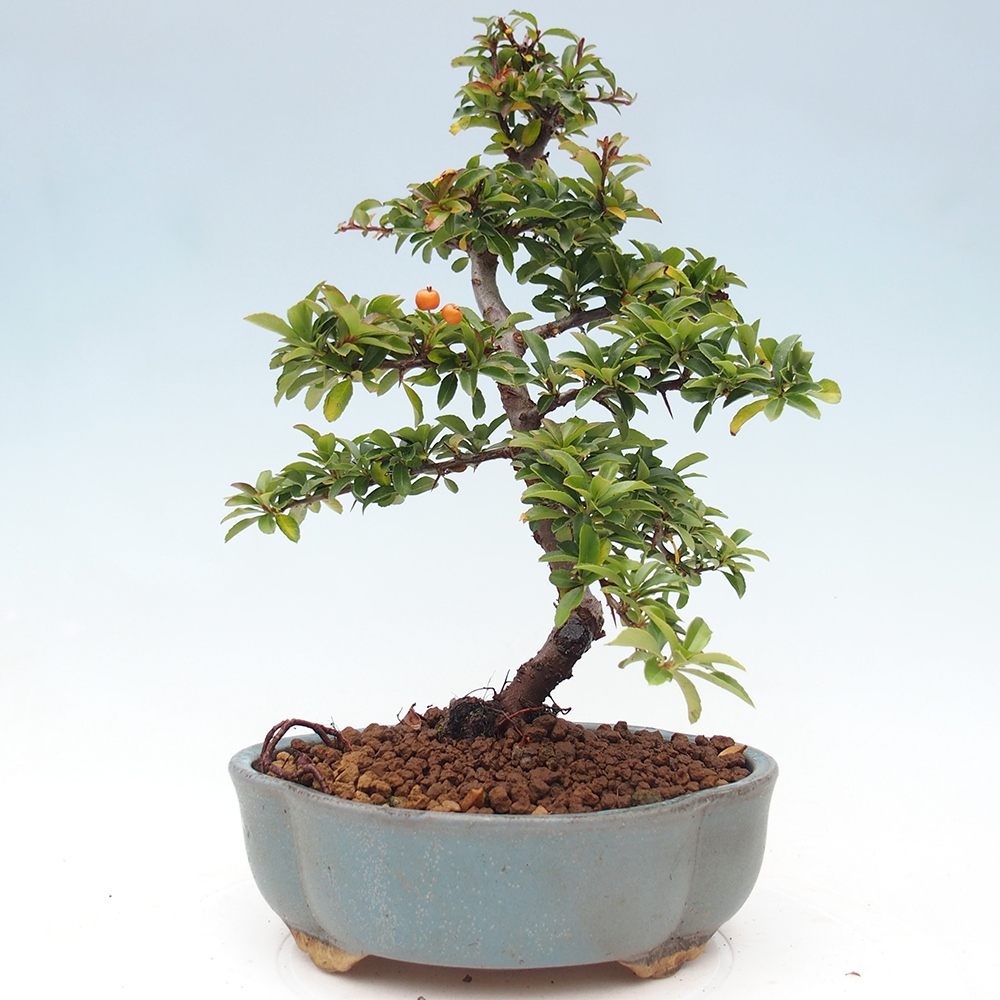 Venkovní bonsai-Pyracanta Teton -Hlohyně