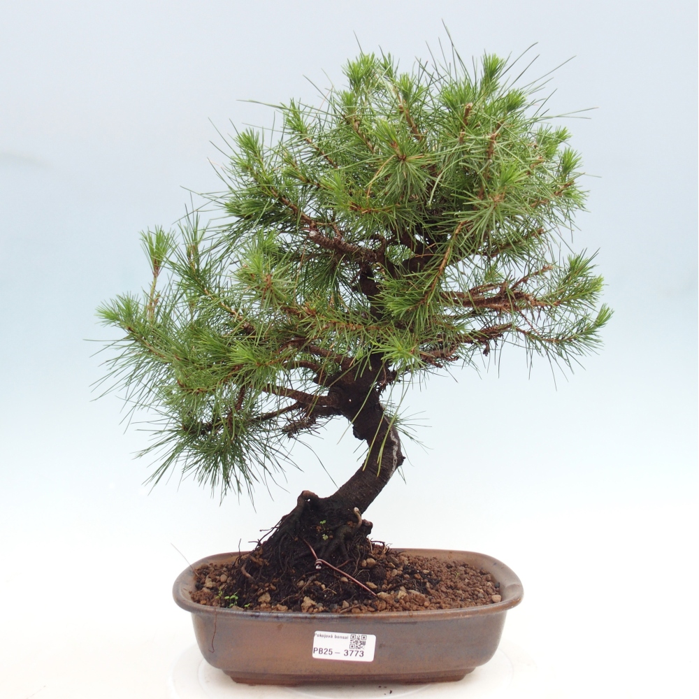 Pokojová bonsai-Pinus halepensis-Borovice alepská