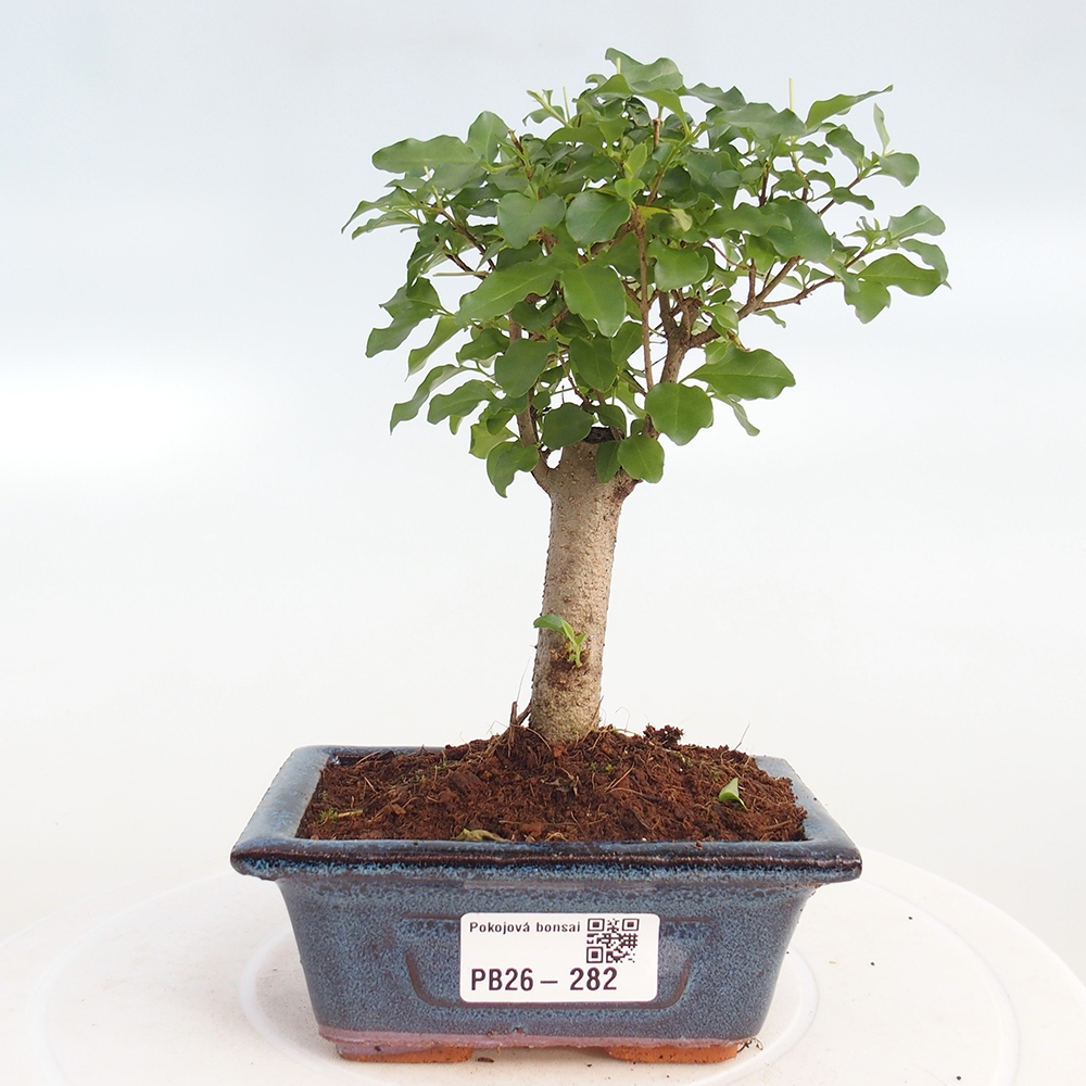 Pokojová bonsai -Ligustrum chinensis - Ptačí zob