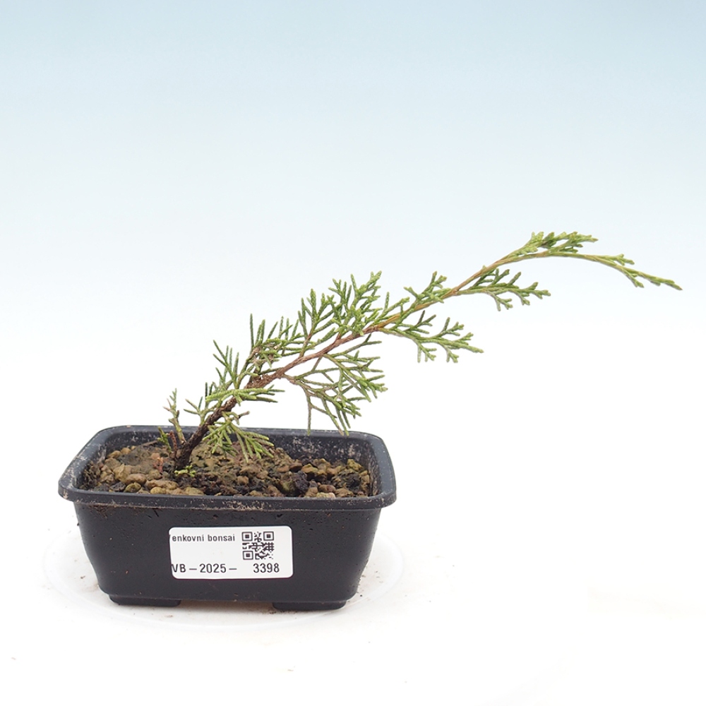 Venkovní bonsai - Juniperus chinensis Itoigawa -Jalovec čínský