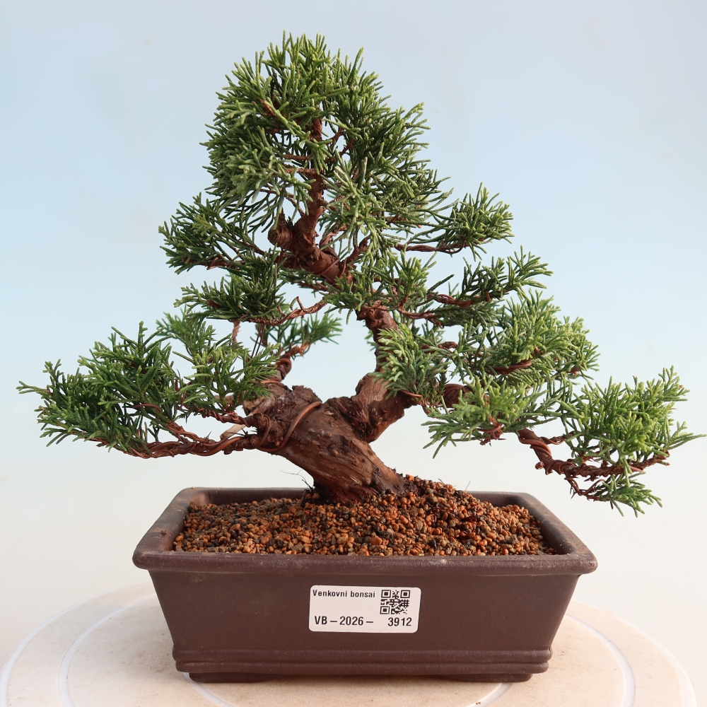 Venkovní bonsai - Juniperus chinensis Itoigawa -Jalovec čínský