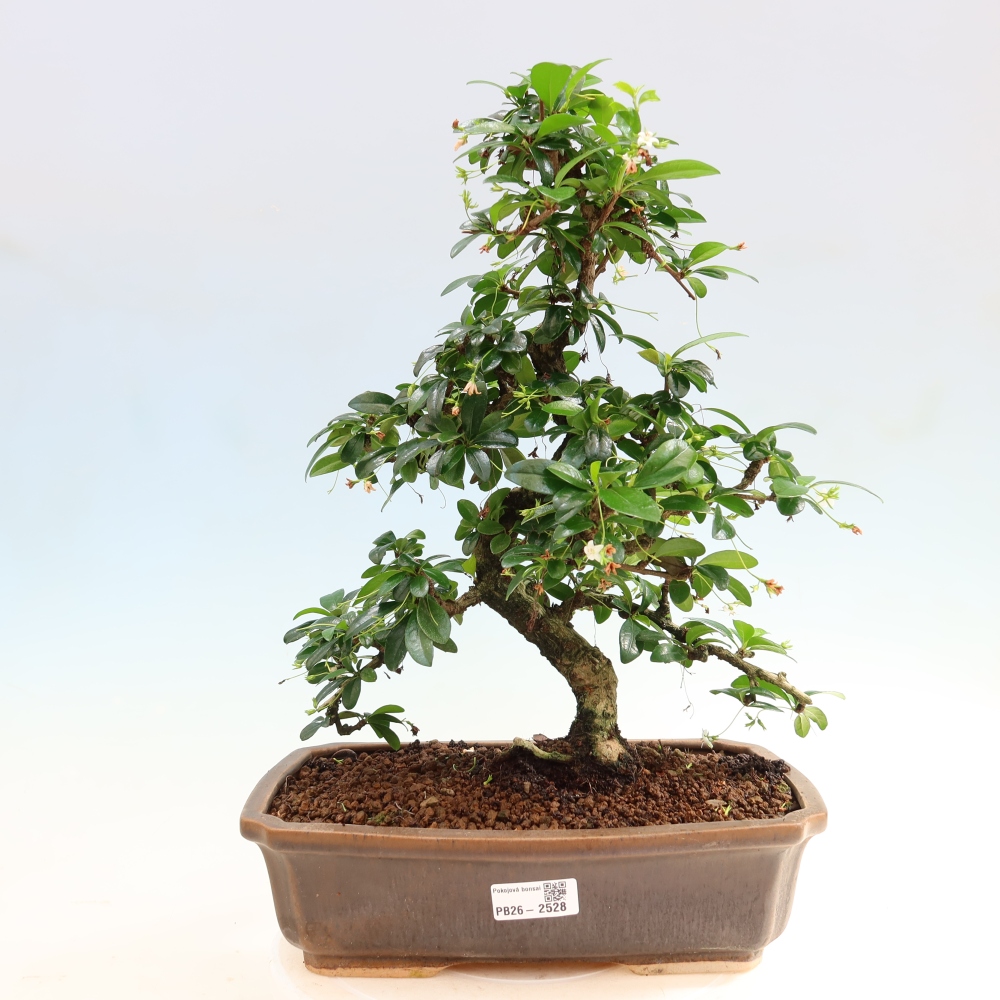 Pokojová bonsai - Carmona macrophylla - Čaj fuki