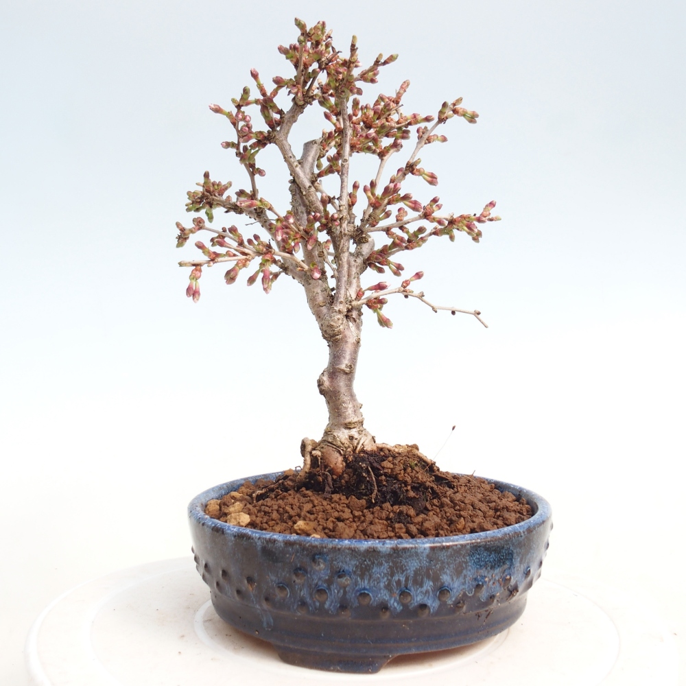 Venkovní bonsai - Prunus incisa Kojou-no mai-Slivoň vyříznutá