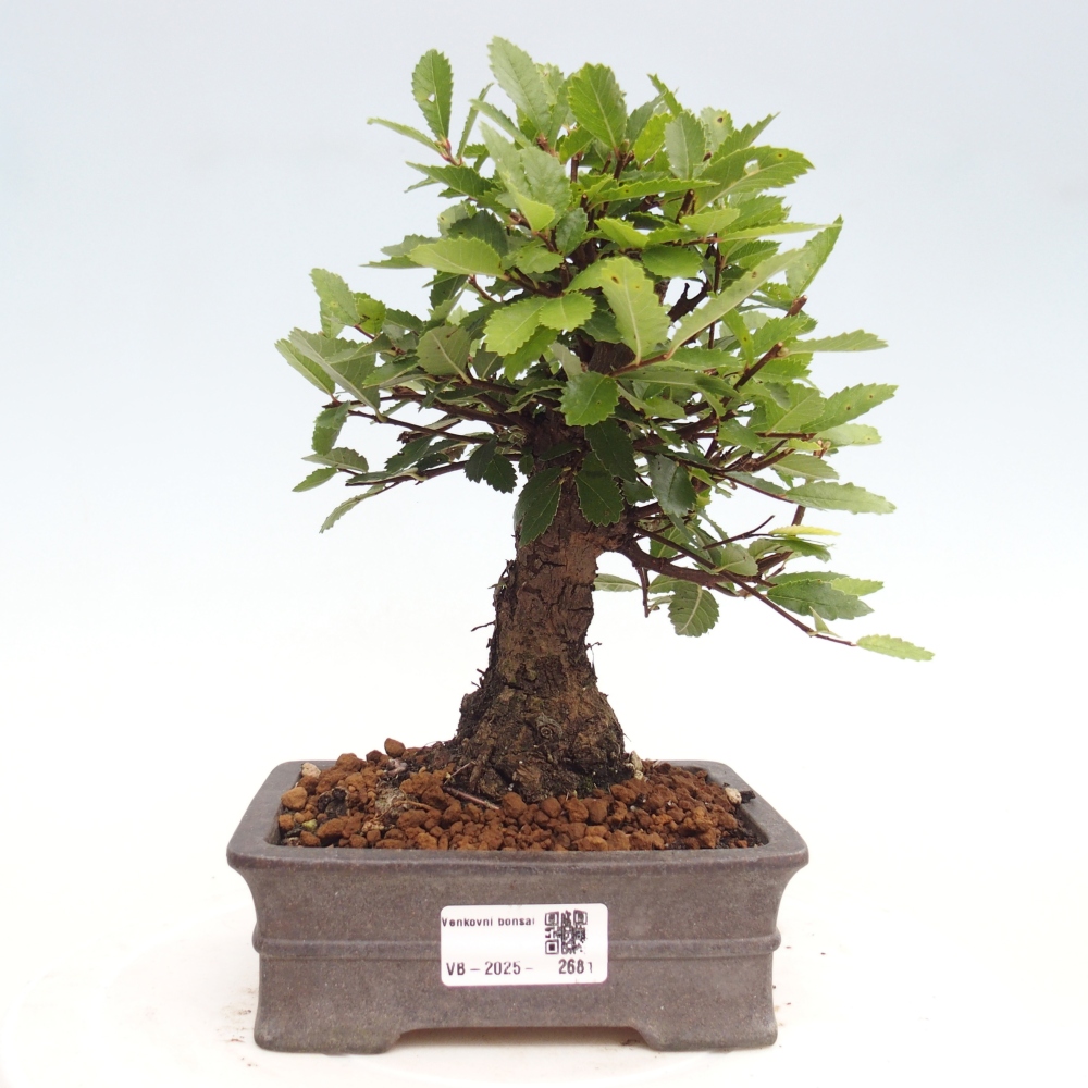 Venkovní bonsai - Zelkova - Zelkova NIRE