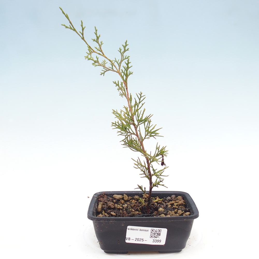 Venkovní bonsai - Juniperus chinensis Itoigawa -Jalovec čínský