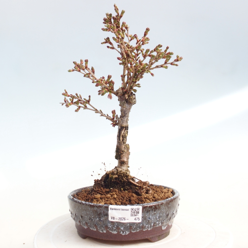 Venkovní bonsai - Prunus incisa Kojou-no mai-Slivoň vyříznutá