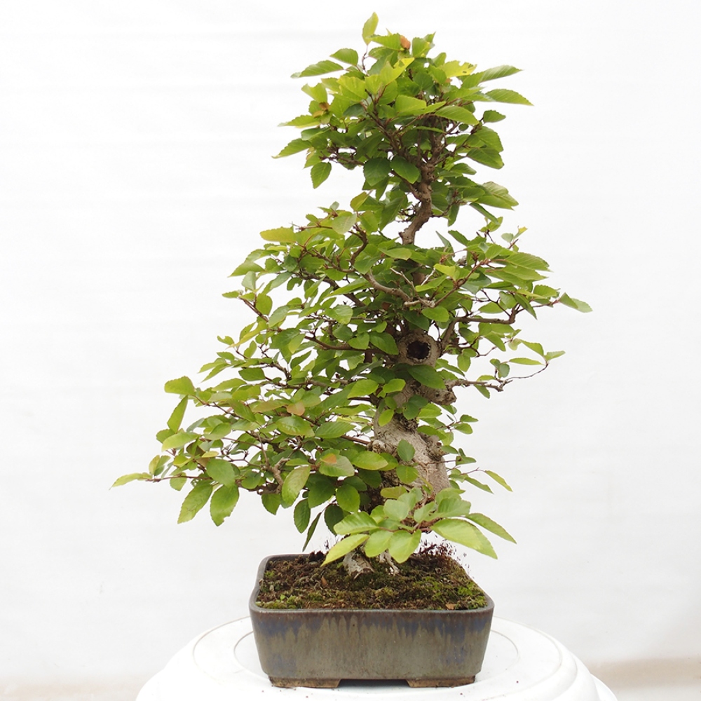 Venkovní bonsai -Carpinus CARPINOIDES - Habr korejský