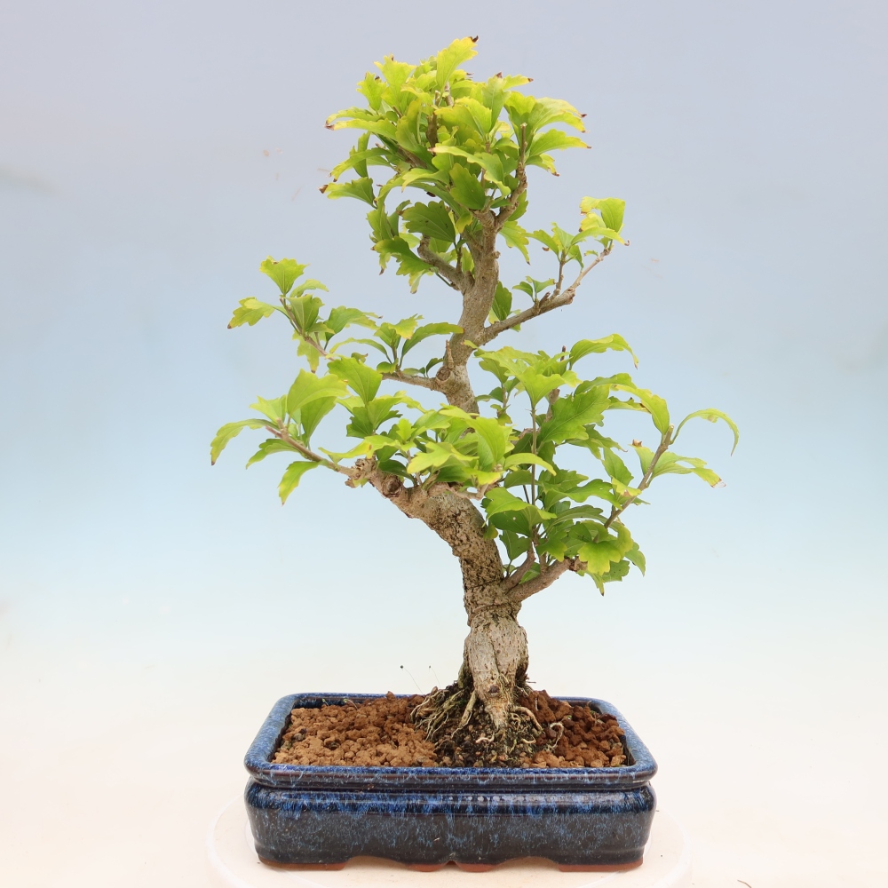 Venkovní bonsai - Hibiscus syriacus - Ibišek syrský