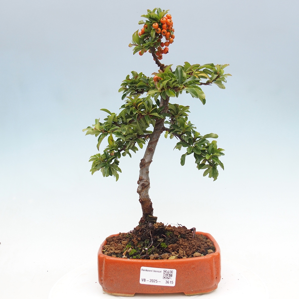Venkovní bonsai-Pyracanta Teton -Hlohyně