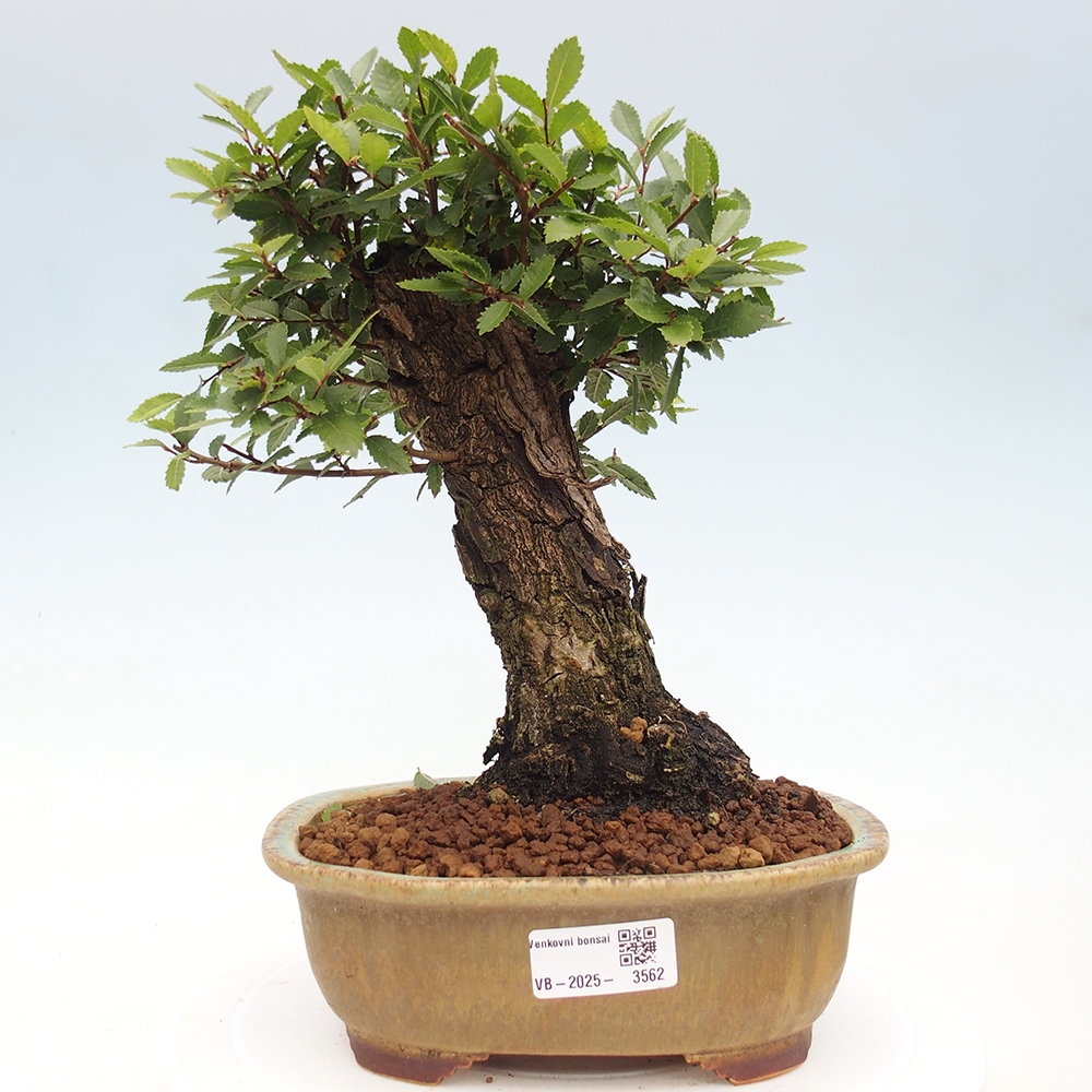 Venkovní bonsai - Zelkova - Zelkova NIRE