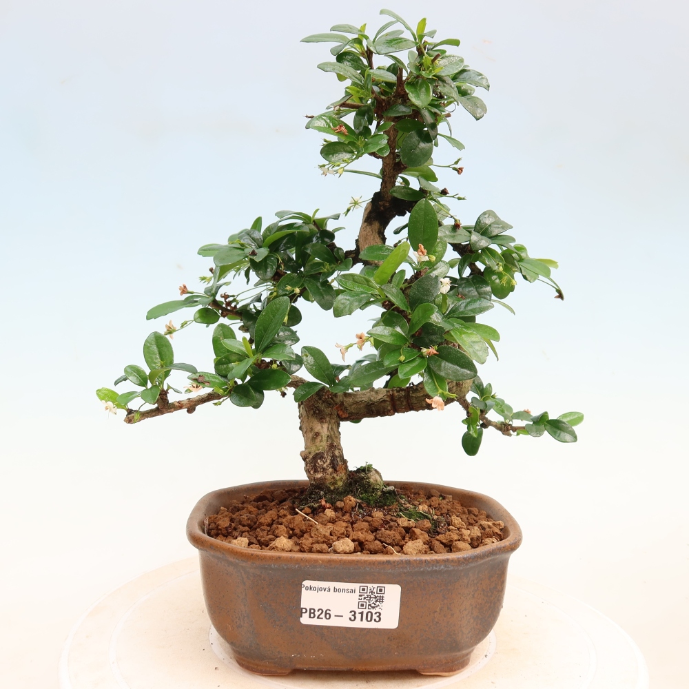 Pokojová bonsai - Carmona macrophylla - Čaj fuki